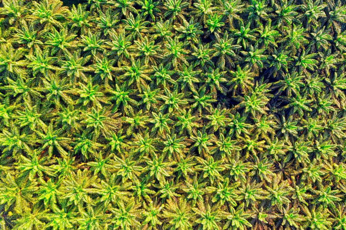 Palm Plantation